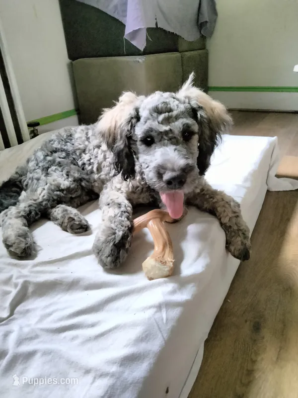 Victor – Cockapoo, Double Doodle puppy for sale in Baltimore, MD