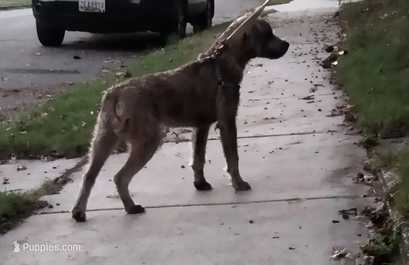 Tori – American Pit Bull Terrier, Cockapoo puppy for sale in Baltimore, MD