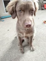 Rita, a female Cockapoo and Goldendoodle for sale in Baltimore, MD – 7 of 10