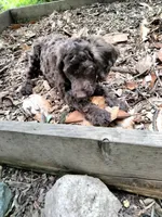 Maple, a female American Bully and Cockapoo for sale in Baltimore, MD – 5 of 10