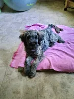 Victor, a male Cockapoo for sale in Baltimore, MD – 4 of 10