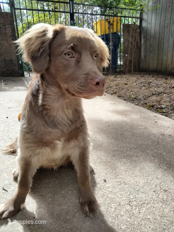 Rita – Cockapoo, Goldendoodle puppy for sale in Baltimore, MD