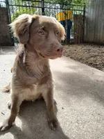Rita, a female Cockapoo and Goldendoodle for sale in Baltimore, MD – 3 of 10
