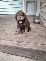 Carmine, a male American Bully and Cockapoo for sale in Baltimore, MD – 8 of 9
