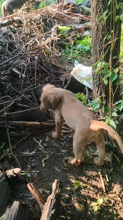 Rita, a female American Bully and Cockapoo for sale in Baltimore, MD – 9 of 10