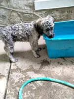 Victor, a male Cockapoo for sale in Baltimore, MD – 3 of 10
