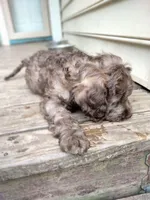 Nutmeg, a female Cockapoo for sale in Baltimore, MD – 4 of 5