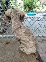 Nutmeg, a female Cockapoo for sale in Baltimore, MD – 4 of 10