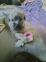 Victor, a male Cockapoo for sale in Baltimore, MD – 4 of 7