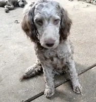 Nutmeg, a female Cockapoo for sale in Baltimore, MD – 1 of 10