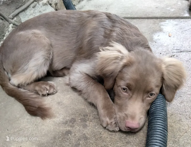 Rita – American Bully, Cockapoo puppy for sale in Baltimore, MD