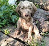 Nutmeg, a female Cockapoo for sale in Baltimore, MD – 2 of 6