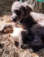Willow, a female Cockapoo for sale in Baltimore, MD – 7 of 9
