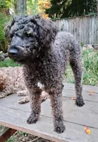 Willow, a female Cockapoo for sale in Baltimore, MD – 9 of 9