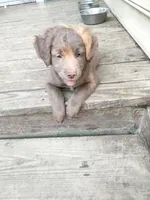 Rita, a female American Bully and Cockapoo for sale in Baltimore, MD – 9 of 9