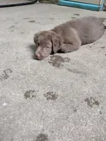 Rita, a female American Bully and Cockapoo for sale in Baltimore, MD – 7 of 10