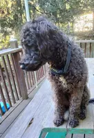 Willow, a female Cockapoo for sale in Baltimore, MD – 4 of 9