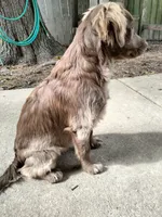 Rita, a female Cockapoo and Goldendoodle for sale in Baltimore, MD – 8 of 10