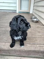 Teddy, a male American Bully and Cockapoo for sale in Baltimore, MD – 3 of 9