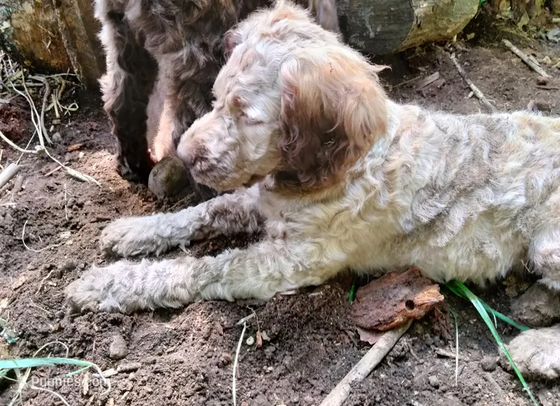 Nutmeg – Cockapoo puppy for sale in Baltimore, MD