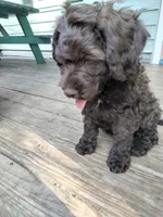 Maple, a female Cockapoo for sale in Baltimore, MD – 6 of 9