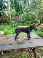 Willow, a female American Pit Bull Terrier and Cockapoo for sale in Baltimore, MD – 7 of 10