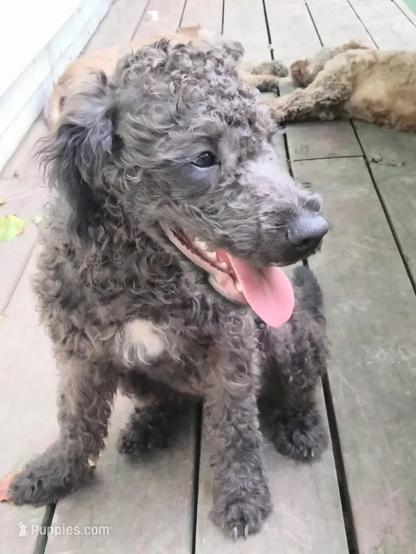Willow – American Pit Bull Terrier, Cockapoo puppy for sale in Baltimore, MD