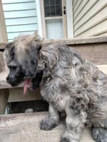 Victor, a male Cockapoo for sale in Baltimore, MD – 5 of 7
