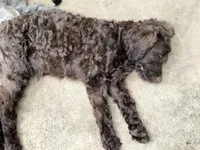 Maple, a female American Bully and Cockapoo for sale in Baltimore, MD – 9 of 10