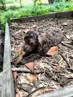 Maple, a female American Bully and Cockapoo for sale in Baltimore, MD – 6 of 10