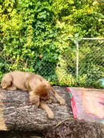 Rita, a female American Bully and Cockapoo for sale in Baltimore, MD – 2 of 10