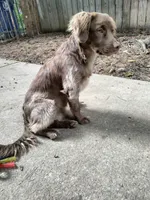 Rita, a female Cockapoo and Goldendoodle for sale in Baltimore, MD – 6 of 10