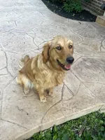 Penny, a female Golden Retriever for sale in Lawson, MO – Photo 2 of 2