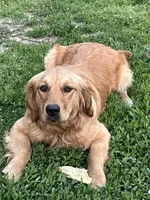 Penny, a female Golden Retriever for sale in Lawson, MO – Photo 1 of 2