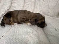 Ludo, a male Miniature Aussiedoodle for sale in Meeker, CO – Photo 3 of 6