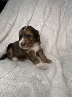 Ludo, a male Miniature Aussiedoodle for sale in Meeker, CO – Photo 4 of 6