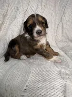 Ludo, a male Miniature Aussiedoodle for sale in Meeker, CO – Photo 6 of 6