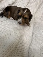 Ludo, a male Miniature Aussiedoodle for sale in Meeker, CO – Photo 1 of 6