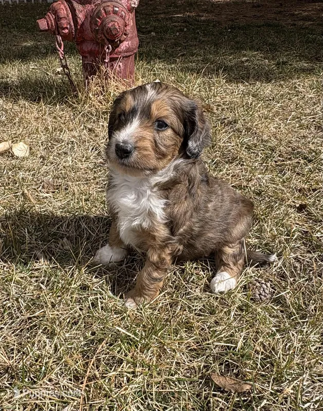 Ludo – Miniature Aussiedoodle puppy for sale in Meeker, CO