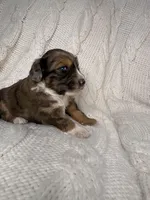 Ludo, a male Miniature Aussiedoodle for sale in Meeker, CO – Photo 5 of 6