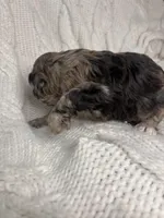 Ambrosius , a female Aussiedoodle for sale in Meeker, CO – Photo 5 of 6