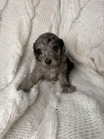 Ambrosius , a female Aussiedoodle for sale in Meeker, CO – Photo 4 of 6