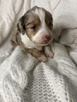 Cupcake , a female Aussiedoodle for sale in Meeker, CO – Photo 5 of 8