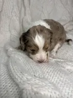 Cupcake , a female Aussiedoodle for sale in Meeker, CO – Photo 3 of 8