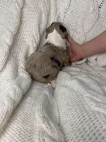 Cupcake , a female Aussiedoodle for sale in Meeker, CO – Photo 6 of 8