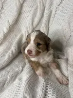 Cupcake , a female Aussiedoodle for sale in Meeker, CO – Photo 8 of 8