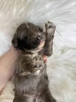 Jereth, a male Aussiedoodle for sale in Meeker, CO – Photo 5 of 5