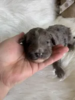 Jereth, a male Aussiedoodle for sale in Meeker, CO – Photo 4 of 5
