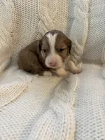 Cookie Dough , a female Aussiedoodle for sale in Meeker, CO – Photo 3 of 6