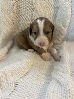 Cookie Dough , a female Aussiedoodle for sale in Meeker, CO – Photo 2 of 6